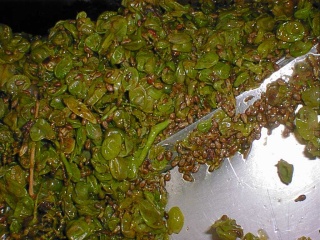 Buccetta e vinaccioli dopo una pressatura la cui resa ha superato il 70% di mosto fiore